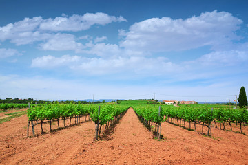 Fototapeta na wymiar Vineyard in a red earth cultivation and green grapevines forming rows. Blue sky and some clouds with some empty copy space for Editor's text.
