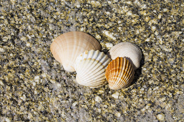 Shells in the sand