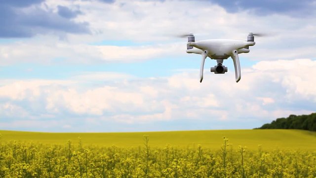 quadrocopter drone flying in the yellow rapeseed field.