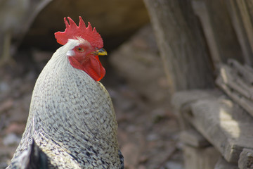 Rooster portrait