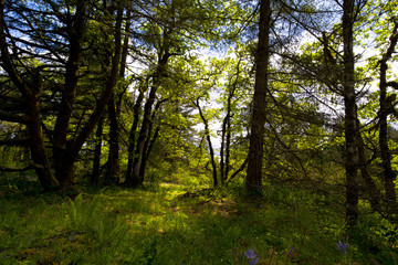 Fototapeta premium Silhouettes of trees at the forest edge in sunshine