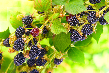 Blackberries on a branch in garden