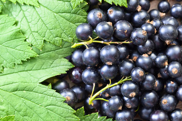 Black currant wit leaves