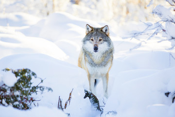Snowy wolf stands in beautiful winter forest
