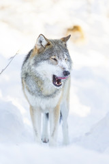 Fototapeta premium Wolf cleaning and licking around mouth in beautiful winter forest