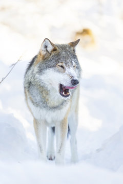 Wolf cleaning and licking around mouth in beautiful winter forest