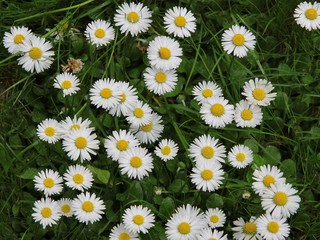 daisies in a garden