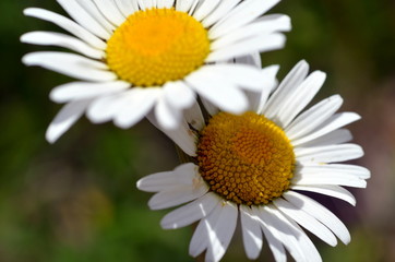 Obraz premium Margeritenpärchen