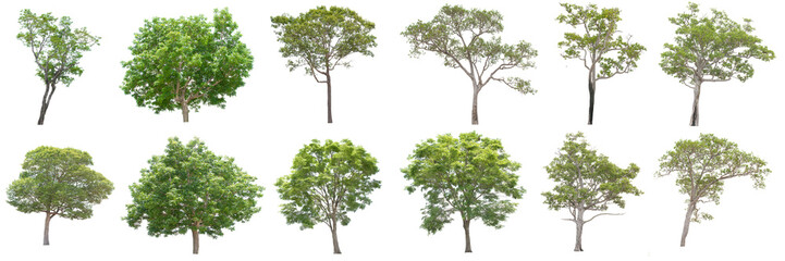 collection of tree on white background. (for gardening)	