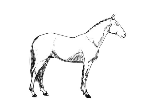 Vintage horse on white background