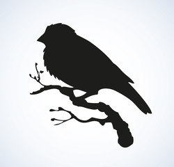 Vector drawing. Tit