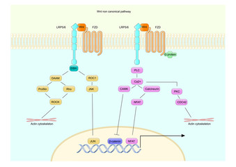Non canonical Wnt signalling pathway.