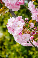 Sakura. Flowering of a cherry blossom