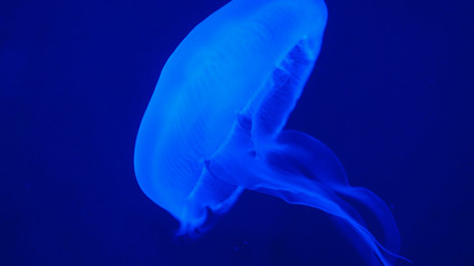 Nightlights glowing beautiful moon jellyfish with blue light