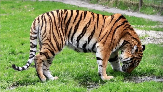 bengal tiger on meadow
