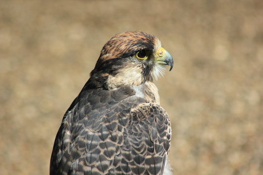 Close-up of a hawk's face