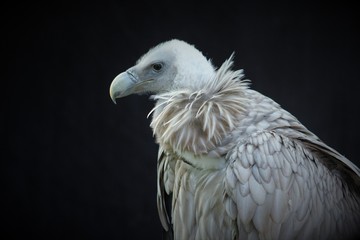 Portrait of a Egyptian vulture