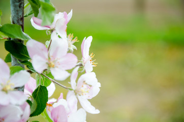 Fototapeta premium Apple tree. Flowering of the apple tree.
