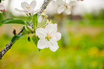 Apple tree. Flowering of the apple tree.