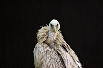 Obraz premium Portrait of a Egyptian vulture