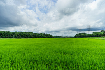 Fototapeta premium 春の佐倉市の田園風景