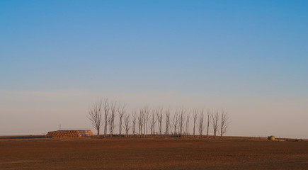 Line of Trees on a Hillside at Sunset