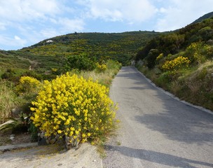Strada a primavera di mezzo ai ginestri nell'isola di Ponza in Italia.