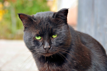 Black cat