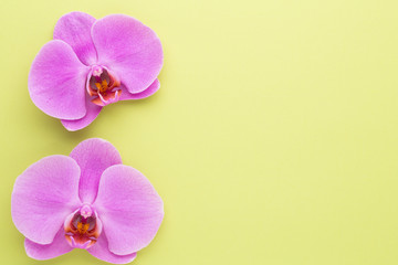 Fototapeta na wymiar Pink beautiful orchid on colored background.