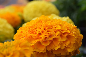 Flores naranjas y amarillas. 