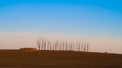 Line of Trees on a Hillside at Dusk