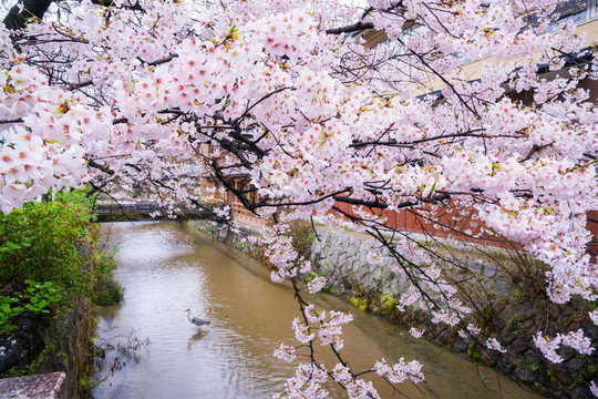 京都　祇園白川の桜
