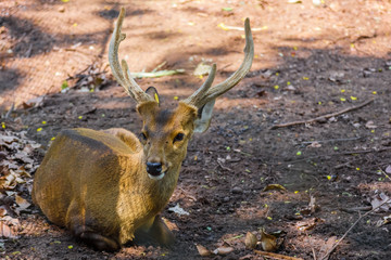 Close up of Sambar Deer