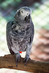 Close up of parrot perching