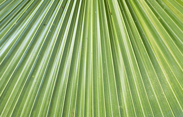 abstract diagonal lines of a palm leaf