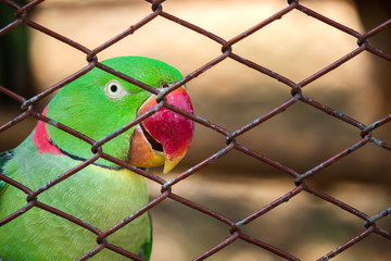 Parrot in cage