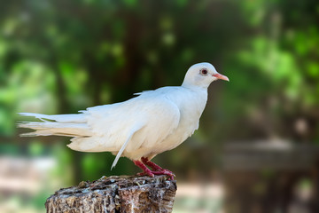 Close up of white dove