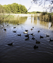 River duck swimming