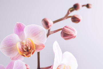Naklejka na ściany i meble Pink orchid on the grey background.