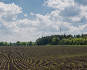 Fototapeta na wymiar Rapsfeld bei blauem Himmel mit weißen Wolken