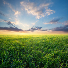 Grass on the field during sunrise. Agricultural landscape in the summer time