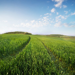 Field and sky in the summer time. Agricultural landscape