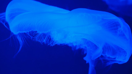 Nightlights glowing beautiful moon jellyfish with blue light