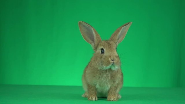 Funny red bunny sniffs and looks at a green background