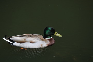 Obraz premium green head duck