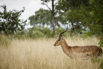 Lone Impala