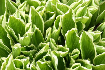 Fototapeta premium Green and white foliage of a Hosta lily