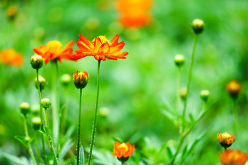 Cosmos sulphureus Cav