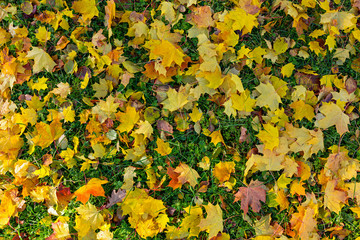 Mapple leaves in the beautiful autumn park