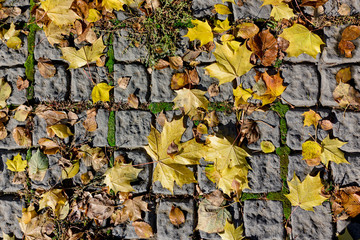 Autumn maple leaves on the paving stones
